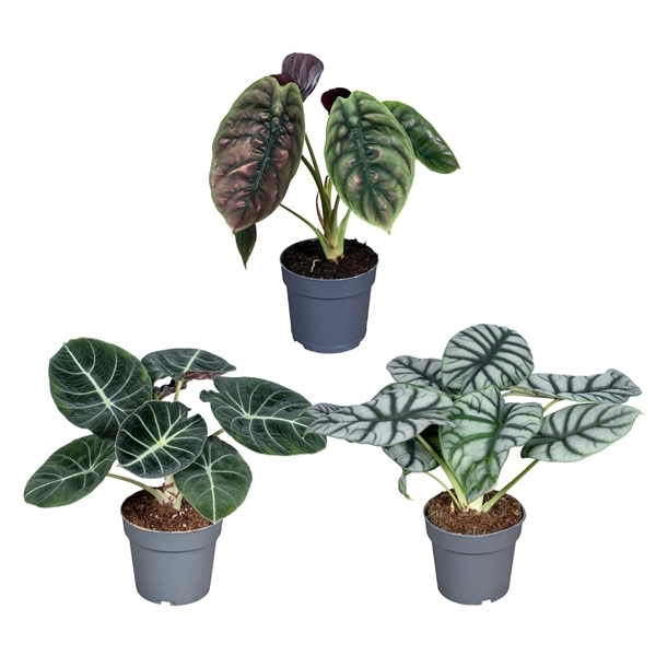 Alocasia mix 14Ø 30cm 1pp
