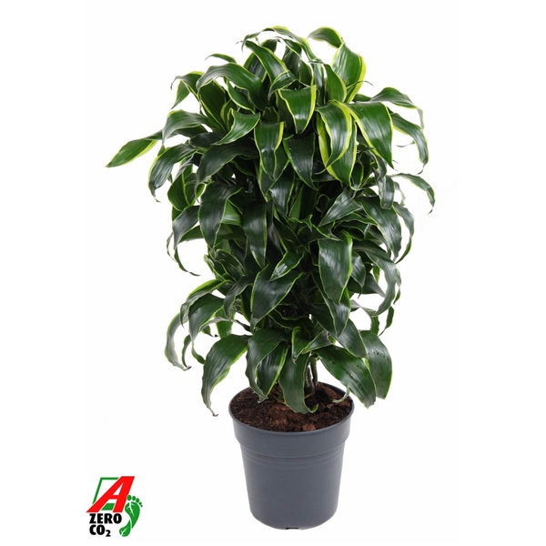 Dracaena Dorado branched 24Ø 90cm 1pp