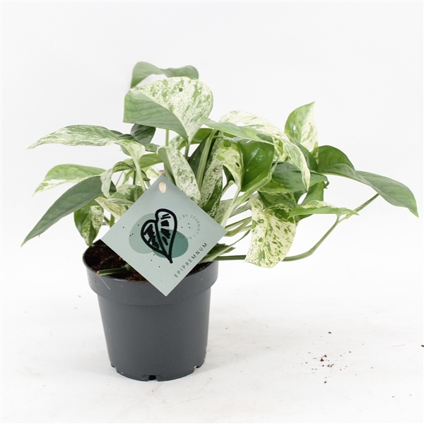 Epipremnum pinnatum Marble Variegata 12Ø 20cm