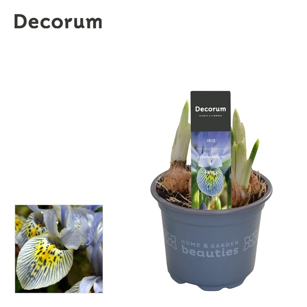 Iris Katharine Hodgkin 9Ø 15cm