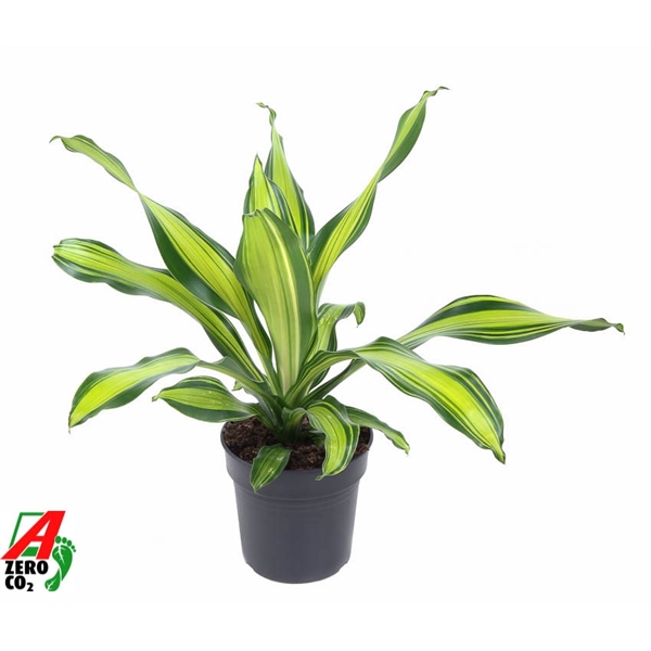 Dracaena fragrans Charley 19Ø 50cm 1pp