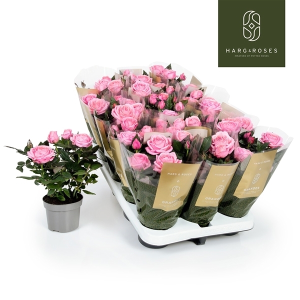 Rosa Adele Kordana Grande 10,5Ø 27cm