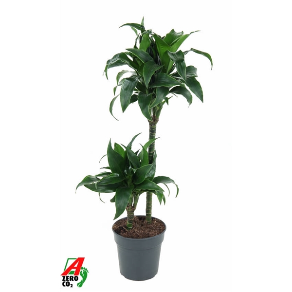 Dracaena tatuada 45-15 19Ø 100cm 2pp