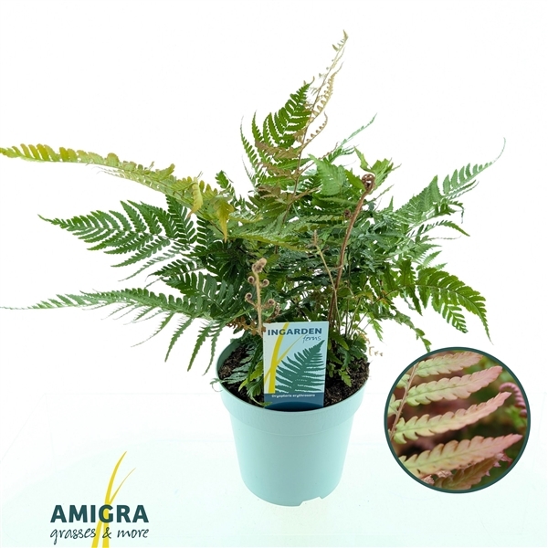 Dryopteris erythrosora 17Ø 40cm