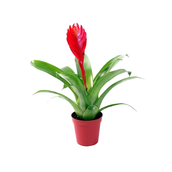 Vriesea Christiane 5,5Ø 15cm