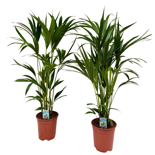 Howea forsteriana 21Ø 115cm 4pp
