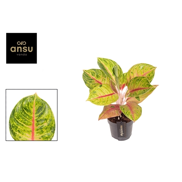 Aglaonema Iguana Red 12Ø 35cm 1pp