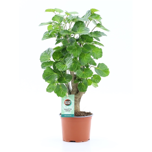 Polyscias Green Lemon 12Ø 40cm