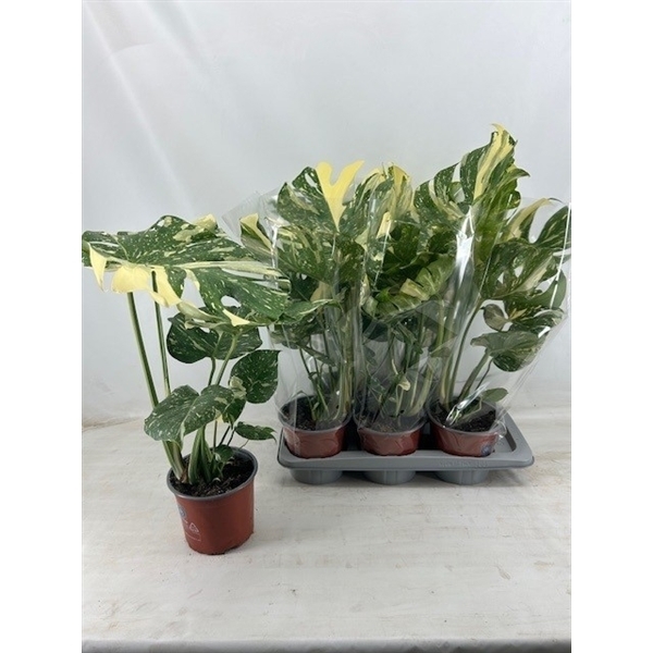 Monstera deliciosa Thai Constellation 17Ø 55cm 1pp