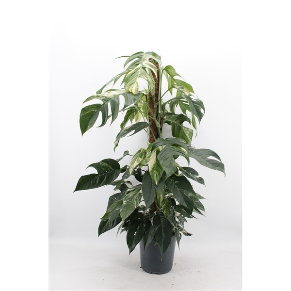 Epipremnum pinnatum Albo Variegata 24Ø 125cm