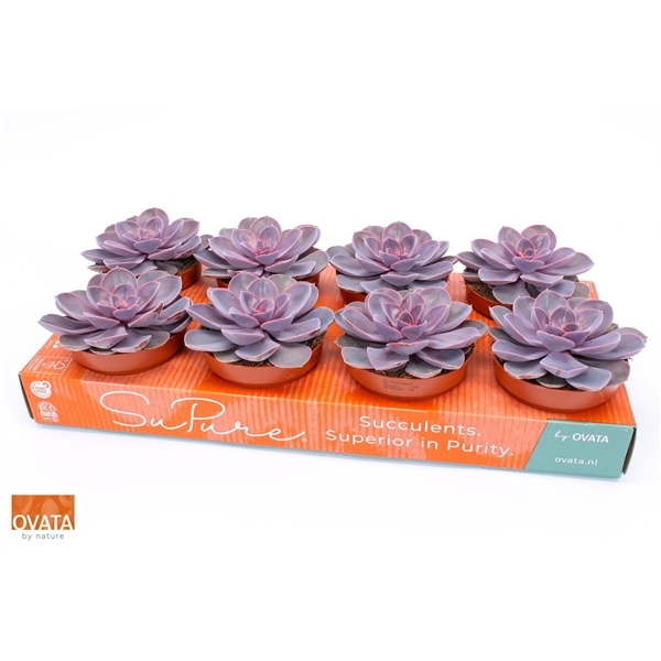 Echeveria Purple Pearl 12Ø 15cm
