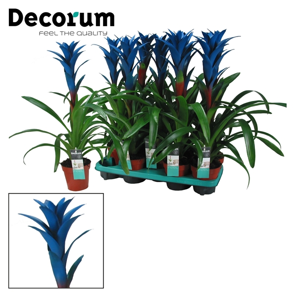 Guzmania painted Ocean Blue 13Ø 55cm