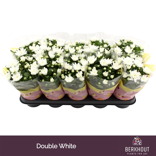Chrysanthemum Indicum Brave 12Ø 26cm 3pp
