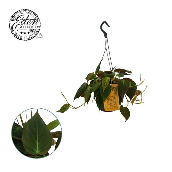 Philodendron scandens Micans 15Ø 40cm