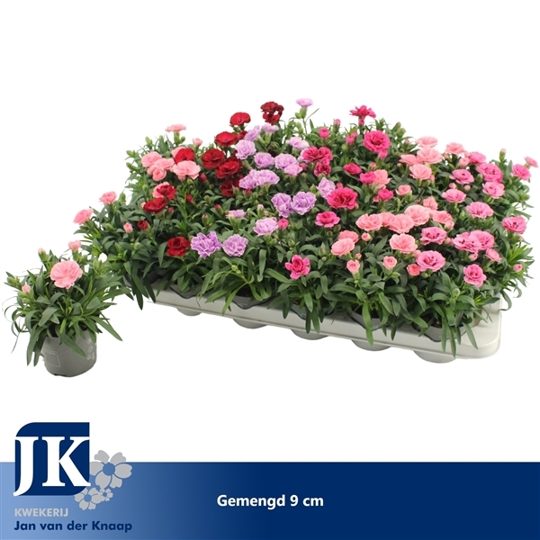 Dianthus hybr. mix 9Ø 15cm