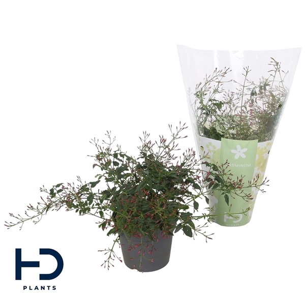Jasminum polyanthum pink 12Ø 30cm 300fl