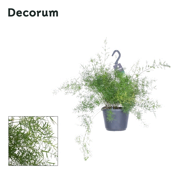 Asparagus densiflorus Sprengeri 17Ø 30cm