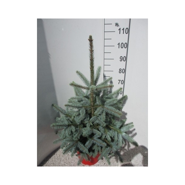 Picea pungens Super Blue 32Ø 110cm