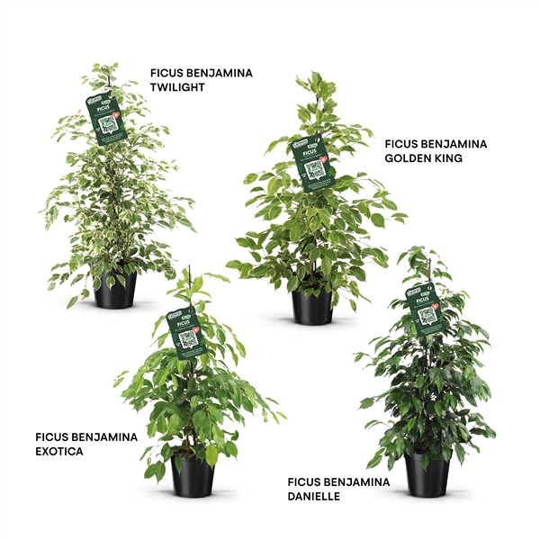 Ficus benjamina Forever mix 21Ø 105cm 3pp