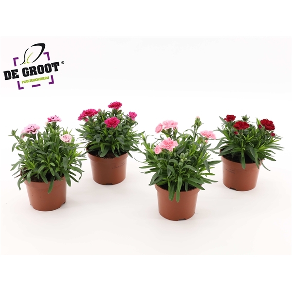 Dianthus hybr. Oscar mix trolley 12Ø 20cm