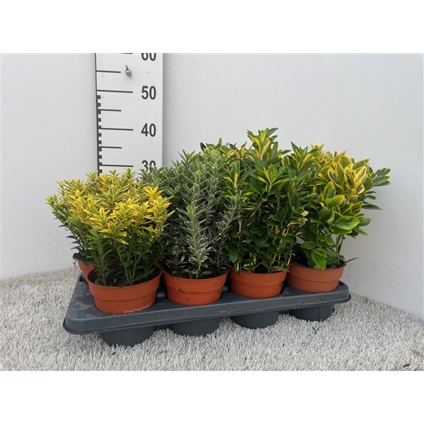 Euonymus japonicum mix 13Ø 15cm