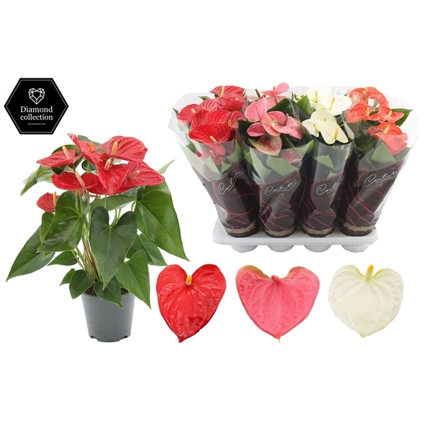 Anthurium Andreanum mix 3 colors 14Ø 50cm 5fl