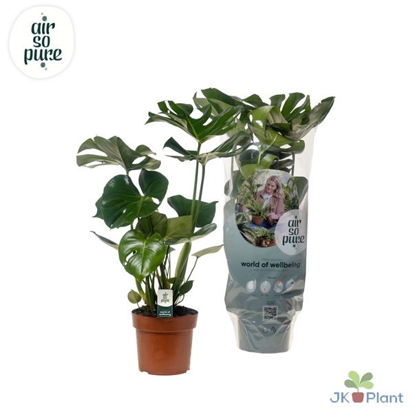 Monstera deliciosa 17Ø 55cm 2pp