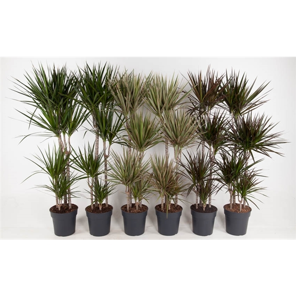 Dracaena mix trolley 27Ø 150cm 4pp