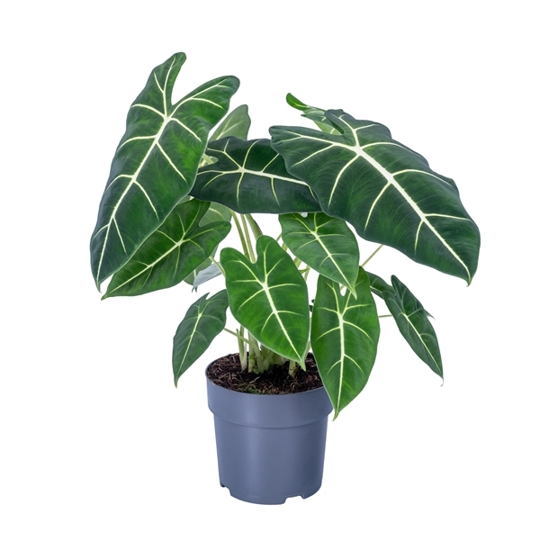 Alocasia micholitziana Frydek 17Ø 65cm 1pp