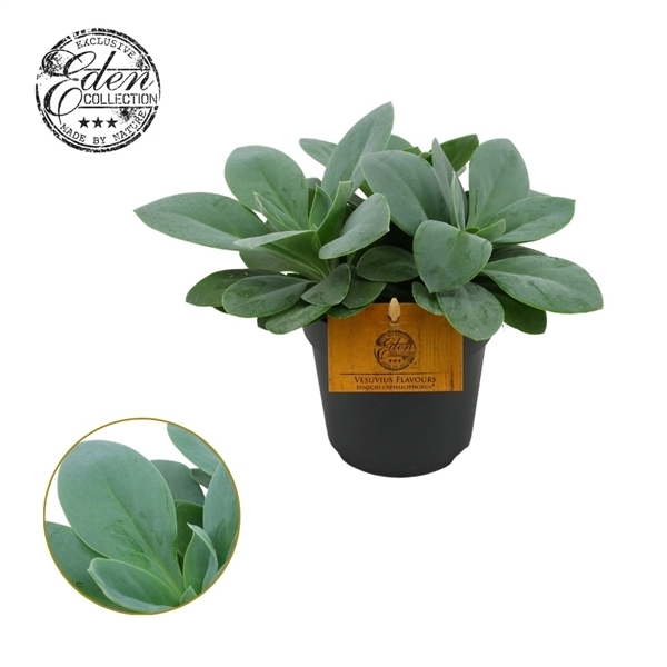 Senecio Cephalophorus 10,5Ø 15cm