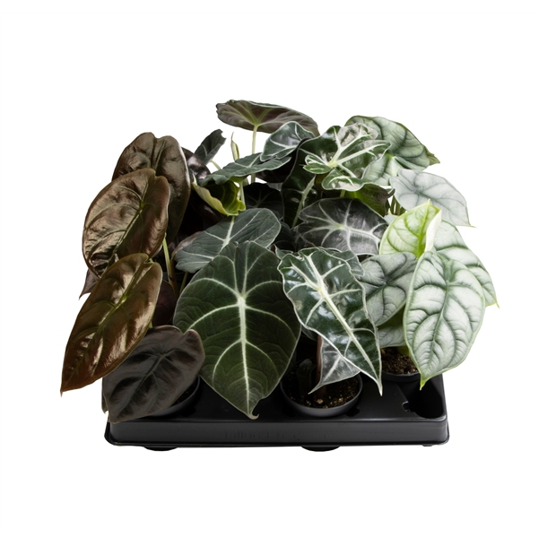 Alocasia mix 6Ø 13cm 1pp