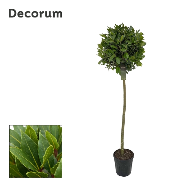 Laurus Nobilis ball on stem 25Ø 160cm 50Ø