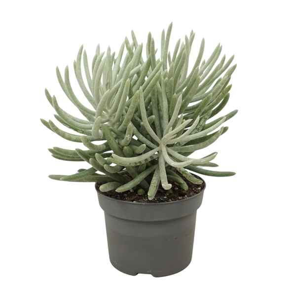 Senecio Scaposus 13Ø 30cm