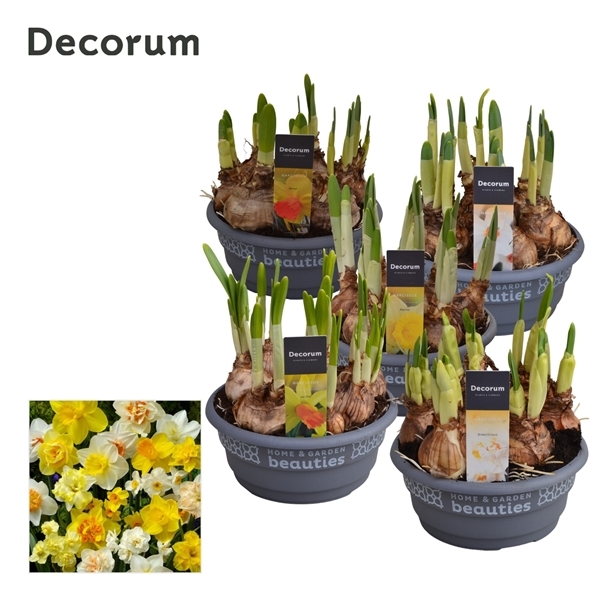 Narcissus mixed 16Ø 15cm