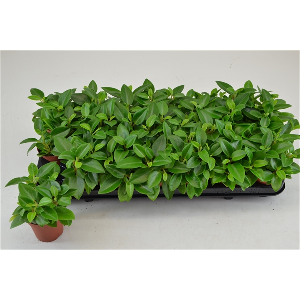 Peperomia Pixie 8,5Ø 12cm