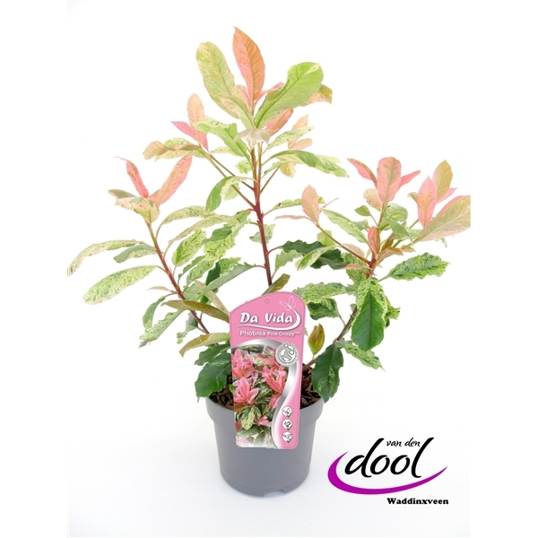 Photinia serrulata Pink Crispy 19Ø 30cm