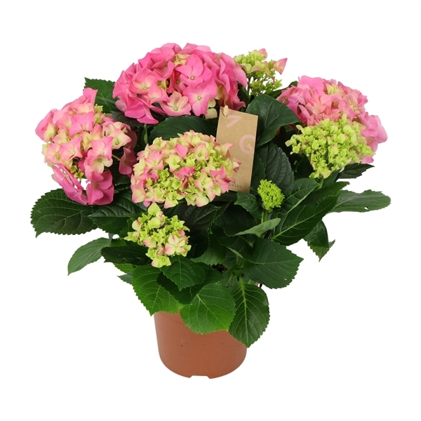 Hydrangea mac Early Rosa 14Ø 40cm 5fl