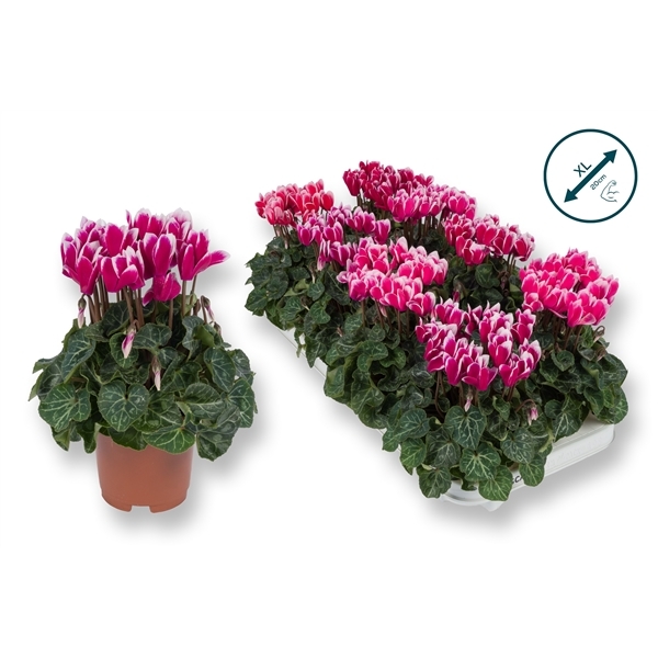 Cyclamen SS Compact Fuji mix 10,5Ø 25cm