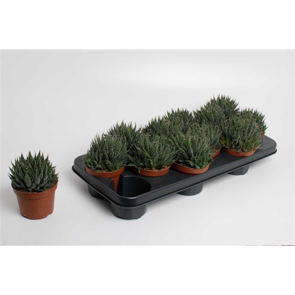 Aloe Aristata (Cites) 10,5Ø 20cm