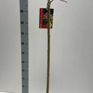 Salix integra Hakuro Nishiki 80cm stem 21Ø 110cm