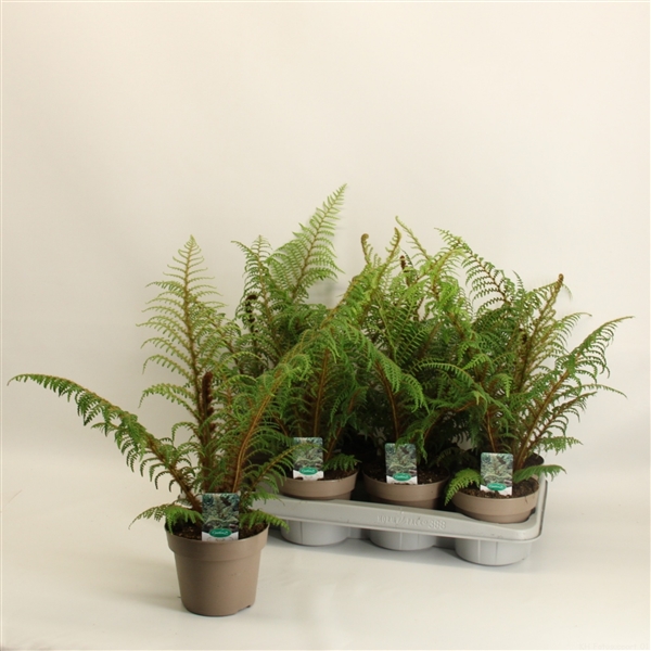 Cyathea Highland Lace 14Ø 45cm