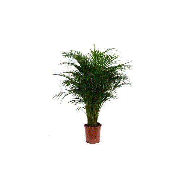 Dypsis lutescens 19Ø 85cm 20pp