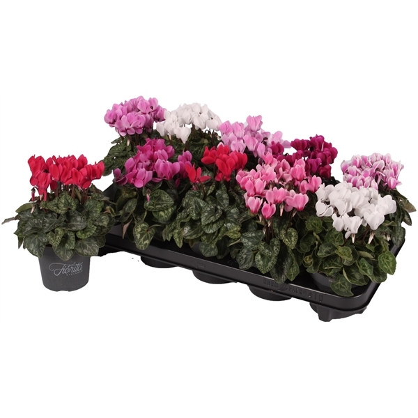 Cyclamen SS Verano mixed 10,5Ø 23cm