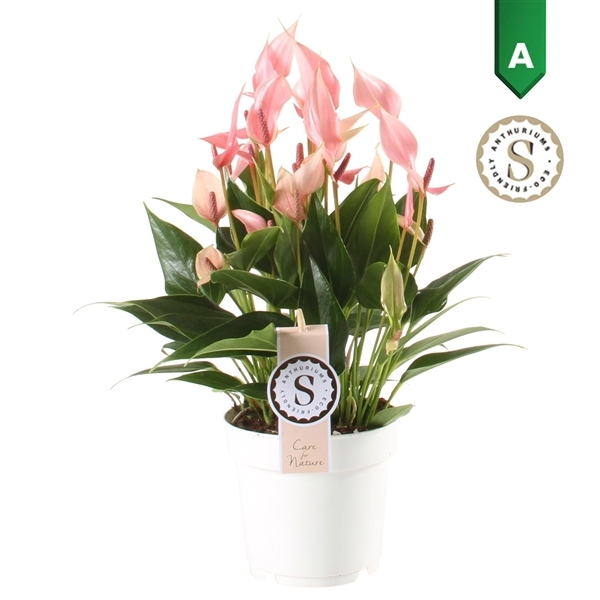 Anthurium Lilli 14Ø 45cm 10fl