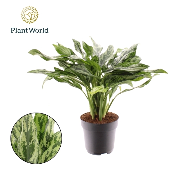 Aglaonema Miss Juliette 17Ø 55cm 2pp