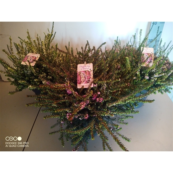 Erica Darleyensis mix 21Ø 30cm