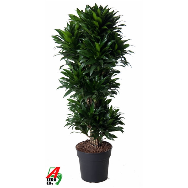 Dracaena Compacta branched 31Ø 130cm 1pp