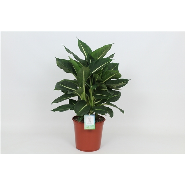 Dieffenbachia Green Magic 24Ø 80cm