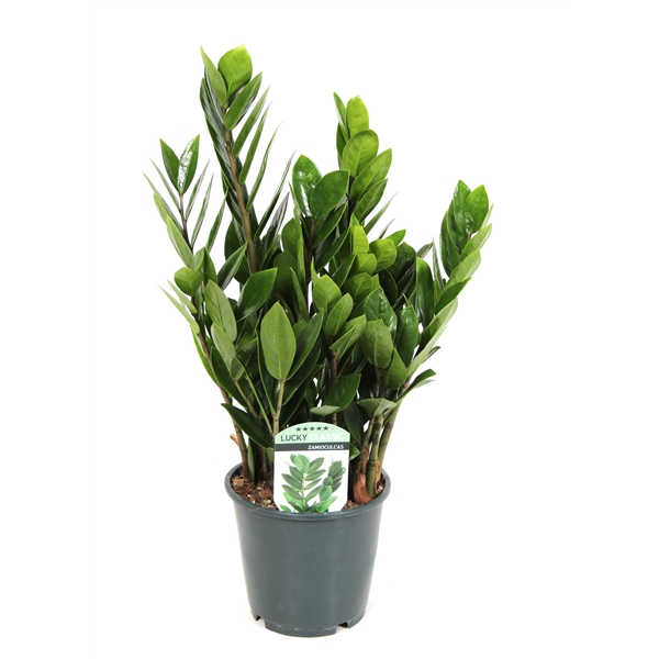 Zamioculcas zamiifolia  Lucky 14Ø 45cm 6st