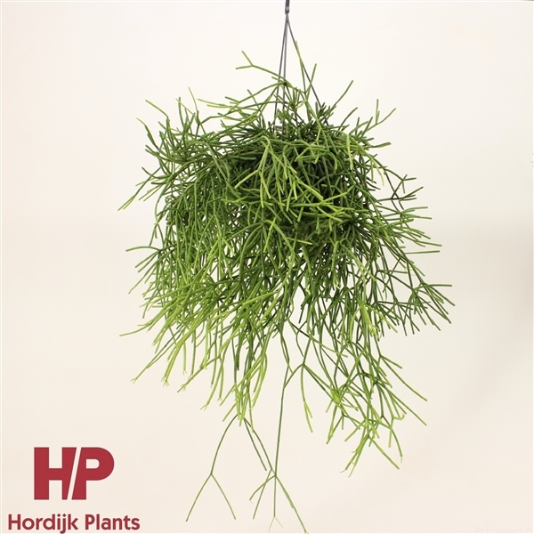 Rhipsalis Heteroclada (Cites) 15Ø 40cm